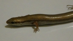 Ablepharus pannonicus