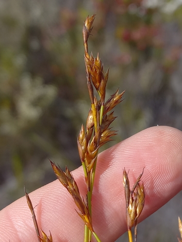 Image of Restio calcicola by (c) Brian du Preez, some rights reserved (CC BY-SA)