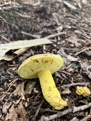 Retiboletus ornatipes