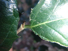 Aphananthe philippinensis