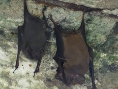 Balantiopteryx plicata