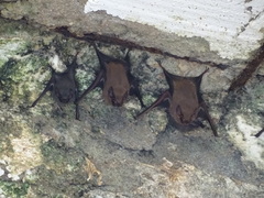 Balantiopteryx plicata