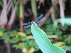 Brachydiplax chalybea
