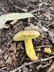 Retiboletus ornatipes