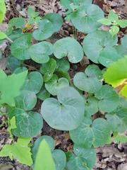 Asarum europaeum