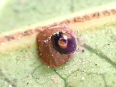 Serangium maculigerum