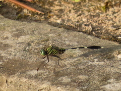 Orthetrum sabina