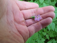 Geranium robertianum