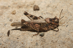 Acrotylus