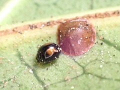 Serangium maculigerum