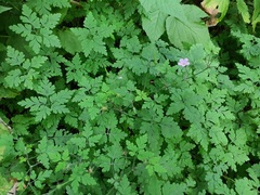 Geranium robertianum