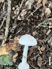 Amanita abrupta