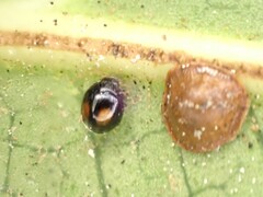 Serangium maculigerum