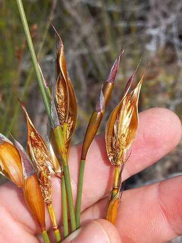 Image of Willdenowia glomerata by (c) Brian du Preez, some rights reserved (CC BY-SA)