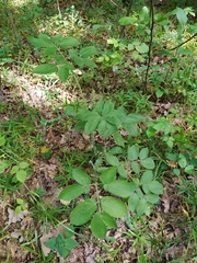 Chaerophyllum aromaticum