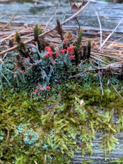 Cladonia cristatella