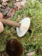Lactarius lignyotus