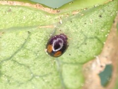 Serangium maculigerum