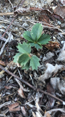 Potentilla canadensis