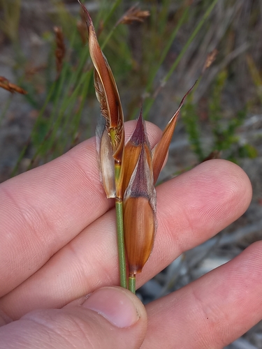 Image of Willdenowia glomerata by (c) Brian du Preez, some rights reserved (CC BY-SA)
