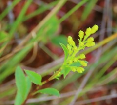 Solidago uliginosa