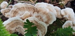 Trametes elegans