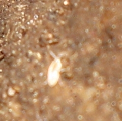 Entomobrya unostrigata