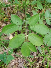 Chaerophyllum aromaticum