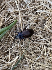 Carabus nemoralis