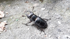 Lucanus barbarossa