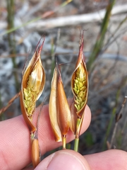 Willdenowia glomerata
