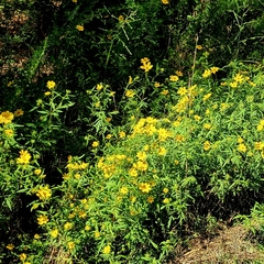 Bidens aristosa