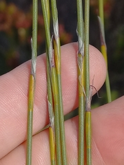 Willdenowia glomerata