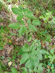 Chaerophyllum aromaticum