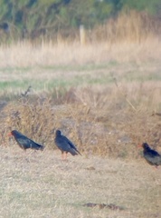 Pyrrhocorax pyrrhocorax