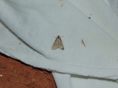 Bostra obsoletalis