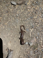 Ensatina eschscholtzii