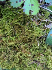 Thuidium delicatulum