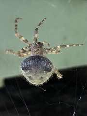 Araneus cavaticus