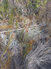 Willdenowia glomerata