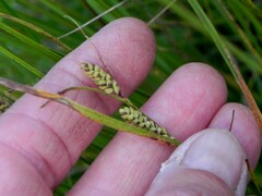 Carex cespitosa