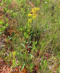 Solidago uliginosa