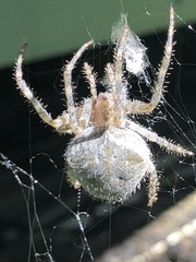 Araneus cavaticus