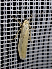 Eilema pygmaeola