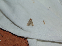 Bostra obsoletalis