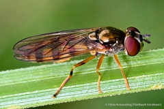 Platycheirus