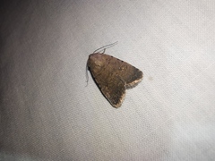 Caradrina clavipalpis