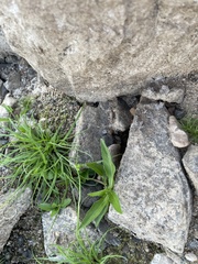 Eclipta prostrata