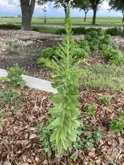 Solidago radula