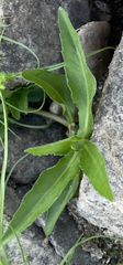 Eclipta prostrata
